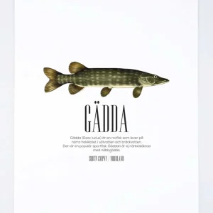 Esox Lucius Gädda Poster