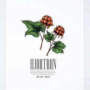 Hjortron 50x70 Poster